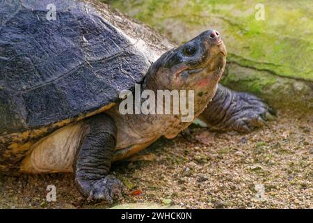Arrau's Eisenbahnschildkröte (Podocnemis expansa), gefangen gehalten, die in Südamerika am Amazonas und am Orinoco River gefunden wurde Stockfoto