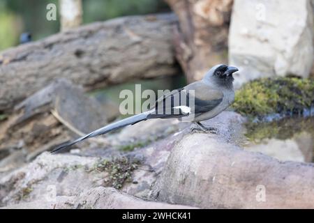 Gray Treepie, Dendrocitta formosae, Uttarakhand, Indien Stockfoto