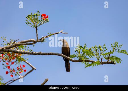 Vogelwelt, Costa Rica, Mittelamerika, Lateinamerika Stockfoto