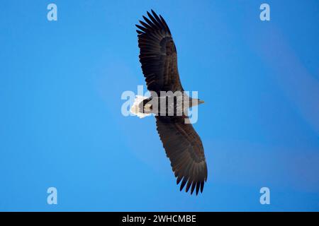 Ein Seeadler (Haliaeetus albicilla) breitet seine Flügel aus und fliegt vor einem klaren blauen Himmel in Wismar, Mecklenburg-Vorpommern Stockfoto