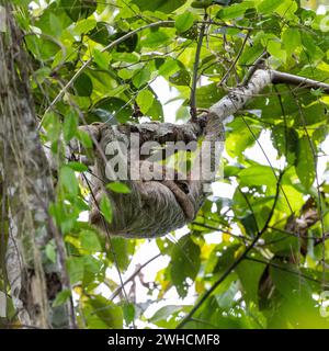 Mutter mit jungen, dreifingrigen Faultieren, Bradypus, Faultieren, Costa Rica, Zentralamerika, Lateinamerika Stockfoto