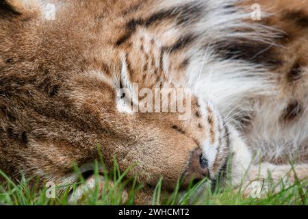 Lynx (Lynx Luchs) schlafend, Porträt, Haltern, Nordrhein-Westfalen, Deutschland Stockfoto