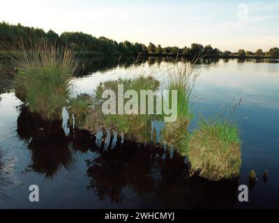 Ewiges Meer, Naturschutzgebiet, Ostfriesland, Deutschland Stockfoto