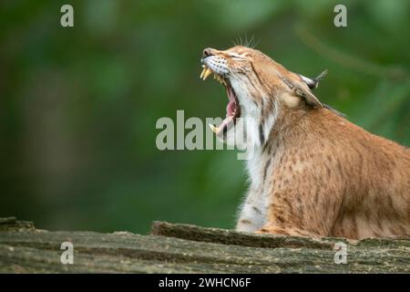 Porträt eines Luchses (Lynx Luchs), offener Mund, Zähne, Haltern, Nordrhein-Westfalen, Deutschland Stockfoto