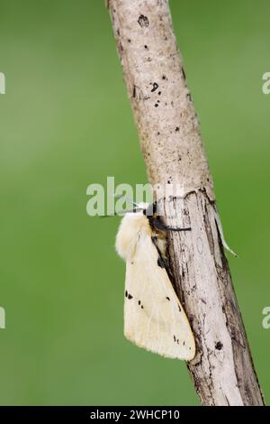 Buff Hermelin Moth (Spilosoma lutea), männlich, Bretagne, Frankreich Stockfoto