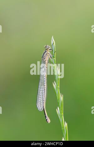 Hufeisen-Jungfliege (Coenagrion puella), weiblich, Frankreich Stockfoto