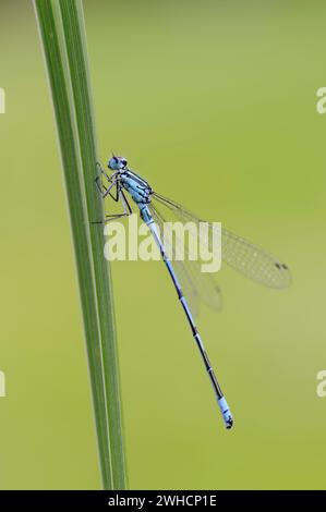 Hufeisen-Jungfliege (Coenagrion puella), männlich, Frankreich Stockfoto