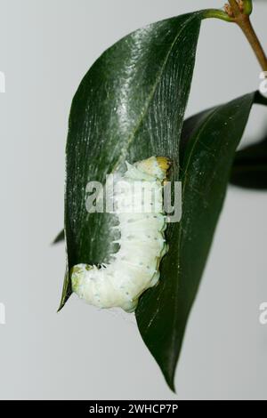 Baum des Gottes Spinner oder Ailanthus Spinner (Samia cynthia), raupe Spinning Cocoon Stockfoto