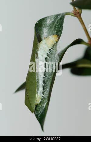 Baum des Gottes Spinner oder Ailanthus Spinner (Samia cynthia), raupe Spinning Cocoon Stockfoto