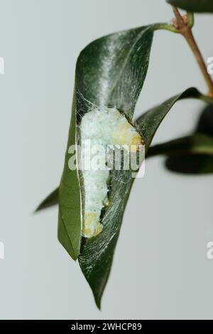 Baum des Gottes Spinner oder Ailanthus Spinner (Samia cynthia), raupe Spinning Cocoon Stockfoto