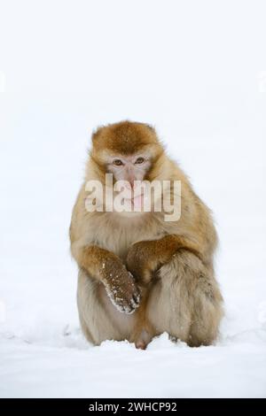 Berbermakaken oder Magot (Macaca sylvanus) im Winter, Marokko Stockfoto