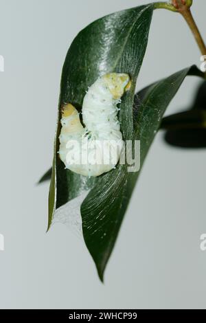 Baum des Gottes Spinner oder Ailanthus Spinner (Samia cynthia), raupe Spinning Cocoon Stockfoto