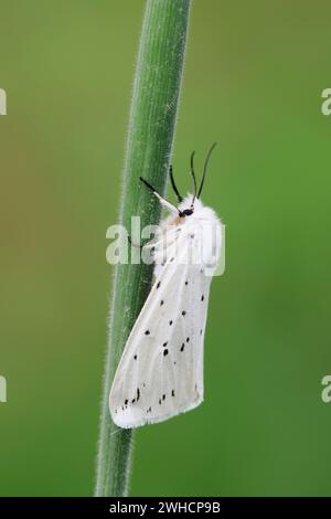 Weißhermelin (Spilosoma öcipeda), Nordrhein-Westfalen, Deutschland Stockfoto