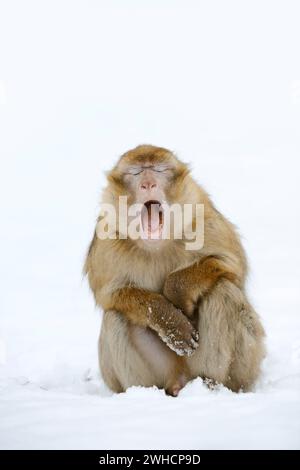 Berbermakaken oder Magot (Macaca sylvanus) im Winter, Marokko Stockfoto
