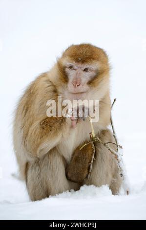 Berbermakaken oder Magot (Macaca sylvanus) im Winter, Marokko Stockfoto
