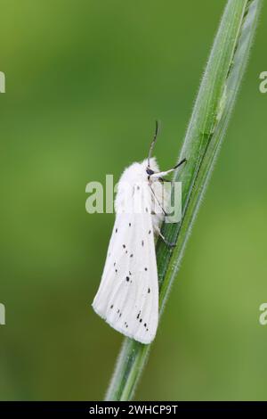 Weißhermelin (Spilosoma öcipeda), Nordrhein-Westfalen, Deutschland Stockfoto