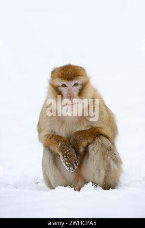 Berbermakaken oder Magot (Macaca sylvanus) im Winter, Marokko Stockfoto