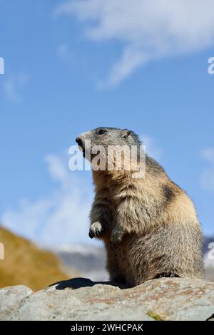 Alpen-Murmeltier (Marmota Marmota), Nationalpark Hohe Tauern, Österreich Stockfoto