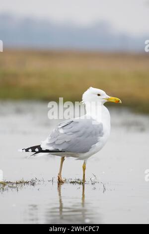 Kaspische Möwe Larus cachinnans, Erwachsener stehend im Teich, Hortobagy, Ungarn, Februar Stockfoto