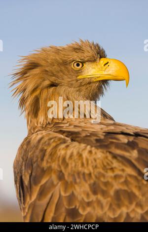 Seeadler Haliaeetus albicilla, Erwachsenenporträt, Hortobagy, Ungarn, Februar Stockfoto