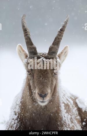 Alpensteinbock (Capra Steinbock), Weibchen im Winter, Deutschland Stockfoto