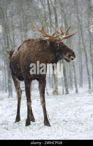 Europäischer Elch (Alces alces alces), Bullenelch im Winter Stockfoto