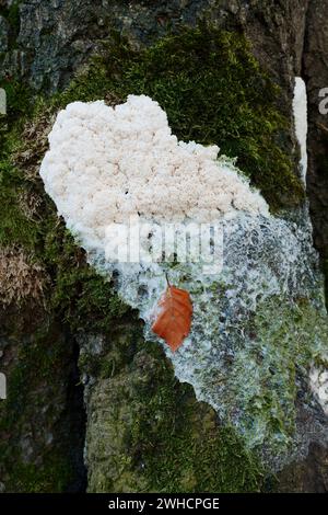 Weißer Rührei-Schleim (Fuligo septica var. candida, Fuligo septa var. candida), Sorte des gelben Rührei-Schleims, Nordrhein-Westfalen, Deutschland Stockfoto