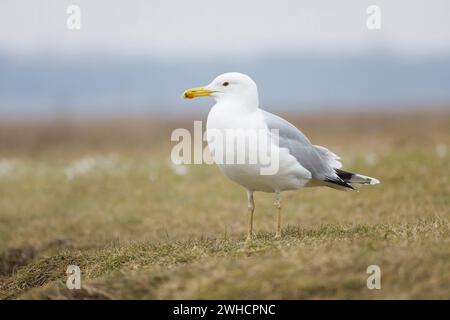 Kaspische Möwe Larus cachinnans, Erwachsener stehend auf Grasland, Hortobagy, Ungarn, Februar Stockfoto