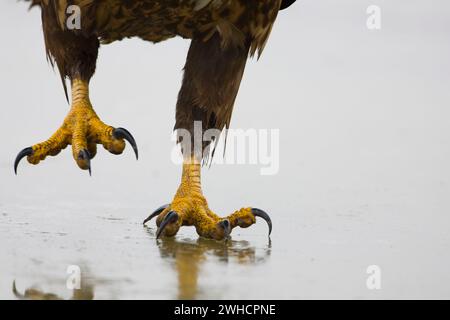 Seeadler Haliaeetus albicilla, Jungtier, Nahaufnahme der Füße auf Eis, Hortobagy, Ungarn, Februar Stockfoto