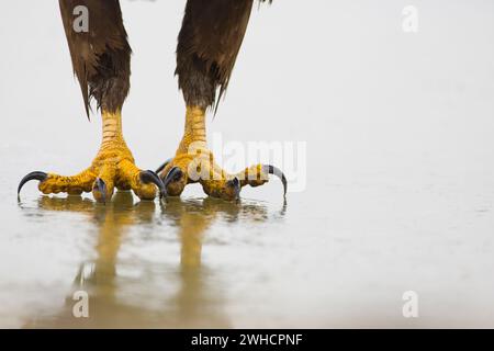 Seeadler Haliaeetus albicilla, Jungtier, Nahaufnahme der Füße auf Eis, Hortobagy, Ungarn, Februar Stockfoto