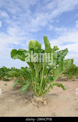 Zuckerrüben (Beta vulgaris ssp. Vulgaris var. Altissima) in einem Feld in der Normandie, Frankreich Stockfoto