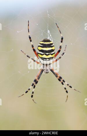 Wespenspinne (Argiope bruennichi), weiblich im Netz, Nordrhein-Westfalen, Deutschland Stockfoto