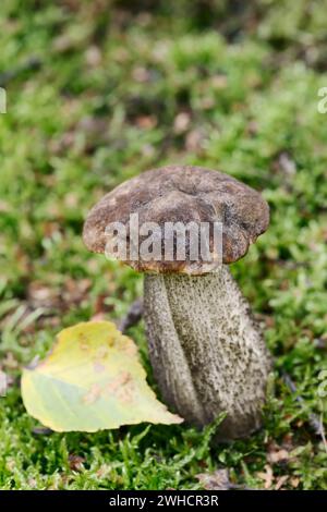 Gemeiner Birkenpilz (Leccinum scabrum, Boletus scaber), Nordrhein-Westfalen, Deutschland Stockfoto