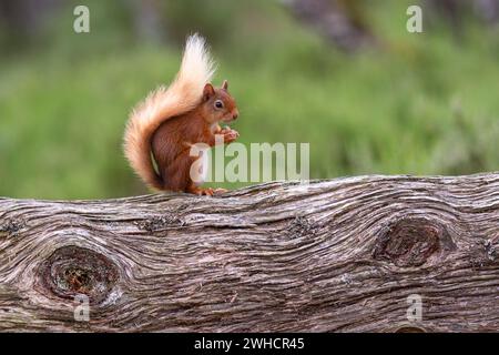 Eichhörnchen (Sciurus), Forest, Aviemore, Schottland, Großbritannien Stockfoto