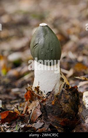 Gemeinsame Exemplar des Gemeinen Stinkmorchels (Phallus impudicus), Nordrhein-Westfalen (NRW), Deutschland Stockfoto