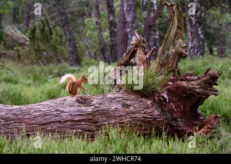 Eichhörnchen (Sciurus), Forest, Aviemore, Schottland, Großbritannien Stockfoto