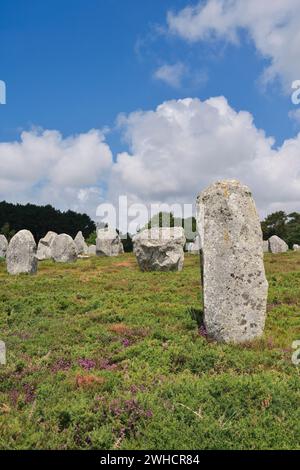 Megalithe, Alignements de Kermario, Carnac, Departement Morbihan, Bretagne, Frankreich Stockfoto