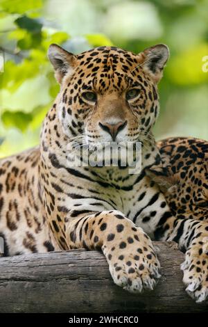 Jaguar (Panthera onca), kommt in Mittel- und Südamerika vor Stockfoto