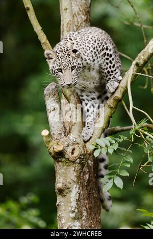 Persischer Leopard (Panthera pardus saxicolor) in einem Baum Stockfoto