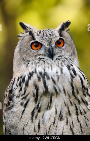 Uhu (Bubo bubo omissus), Porträt, Vorkommen in Asien Stockfoto