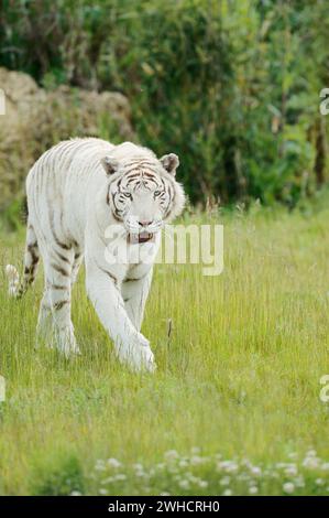 Weißer bengalischer Tiger (Panthera tigris tigris), Vorkommen in Indien Stockfoto