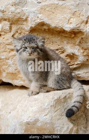 Manul oder Pallas-Katze (Otocolobus manul, Felis manul), Jungtier, Vorkommen in Asien Stockfoto