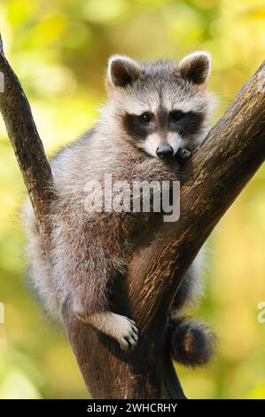 Waschbär (Procyon lotor), Jungtier im Baum, Hessen, Deutschland Stockfoto