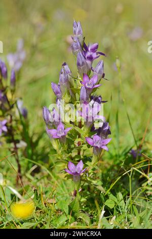 Deutscher Fransenzian oder Deutscher Kranz Enzian (Gentianella germanica), Bayern, Deutschland Stockfoto