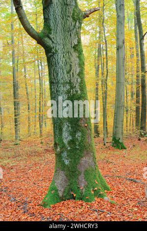 Europäischer Buchenwald (Fagus sylvatica) im Herbst, Sächsische Schweiz, Elbsandsteingebirge, Sachsen, Deutschland Stockfoto