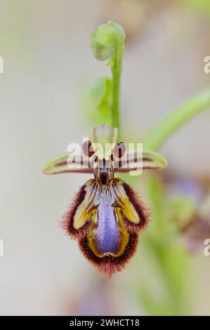 Spiegelorchidee (Ophrys speculum), Blume, Mallorca, Balearen, Spanien Stockfoto