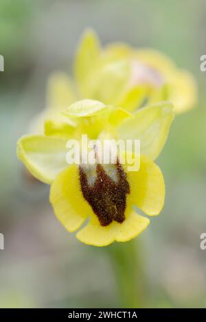 Gelbes Ragkraut (Ophrys lutea), Blume, Mallorca, Balearen, Spanien Stockfoto