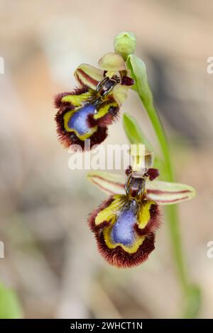 Spiegelorchidee (Ophrys speculum), Blumen, Mallorca, Balearen, Spanien Stockfoto