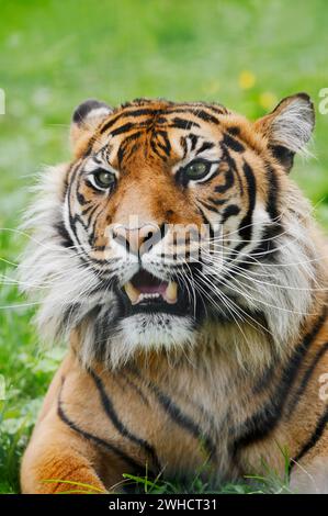 Sumatra-Tiger (Panthera tigris sumatrae), Porträt, Vorkommen auf Sumatra Stockfoto