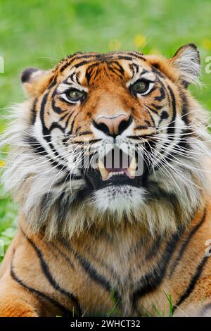 Sumatra-Tiger (Panthera tigris sumatrae), Porträt, Vorkommen auf Sumatra Stockfoto